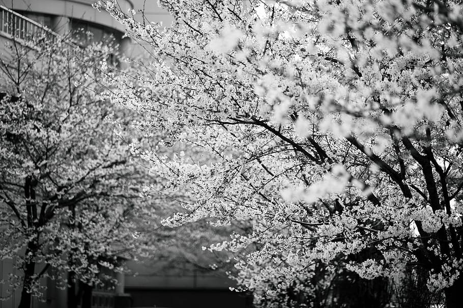 grayscale photo of cherry blossom, gray scale photography of trees, HD wallpaper