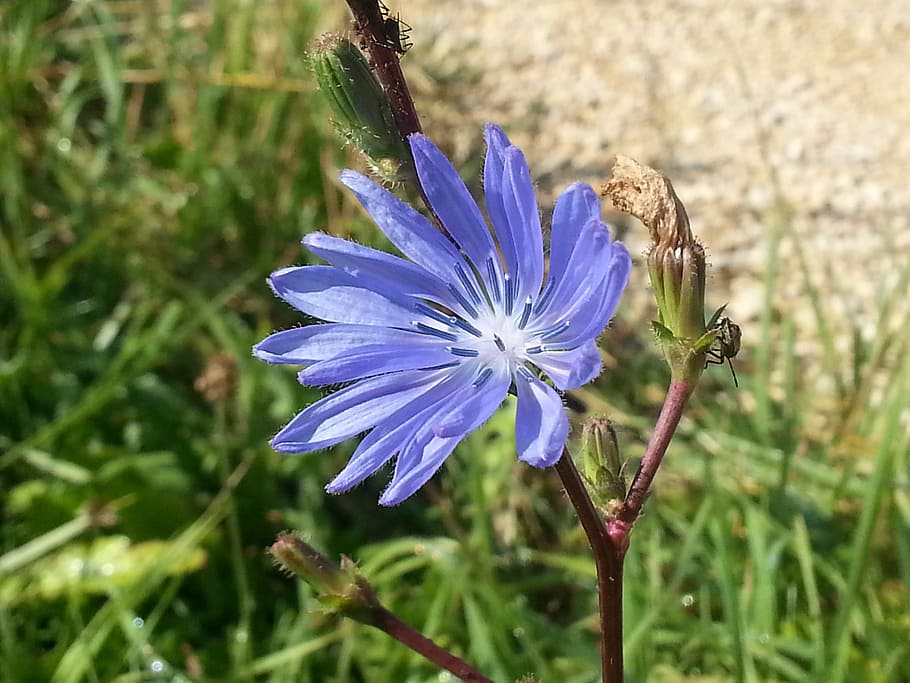 blossom, bloom, blue wait, chicory, plant, nature, ordinary chicory HD wallpaper