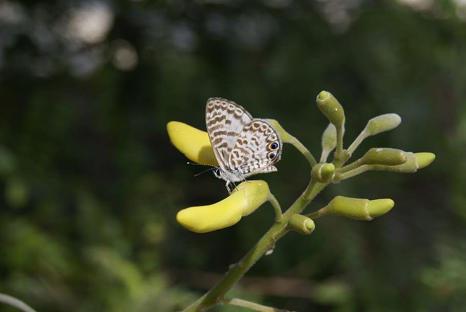 butterfly, insect, wing, nature, natural, garden, wildlife HD wallpaper
