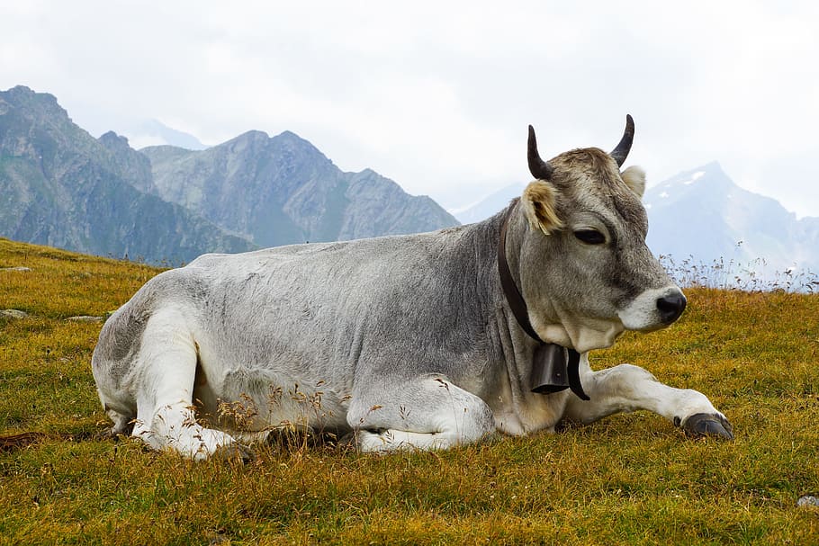 cow, beef, concerns, alpine, milk cow, rest, pasture, ruminants, HD wallpaper