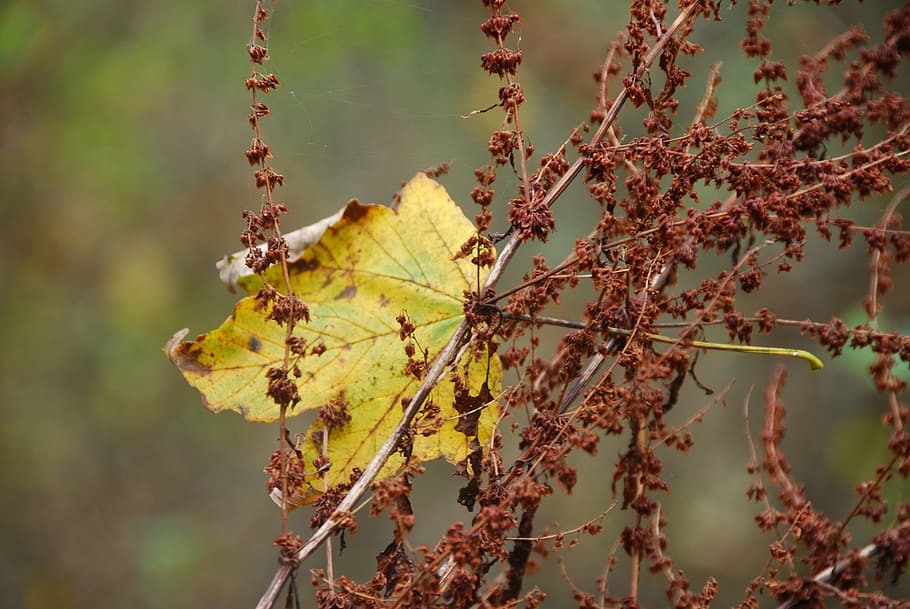 leaf, leaves, autumn, fall foliage, withered, nature, yellow HD wallpaper