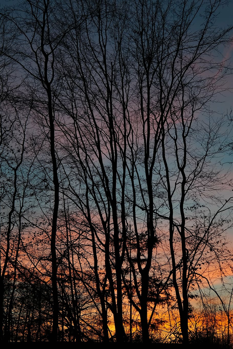trees, tree trunks, sunset, afterglow, evening sky, clouds HD wallpaper