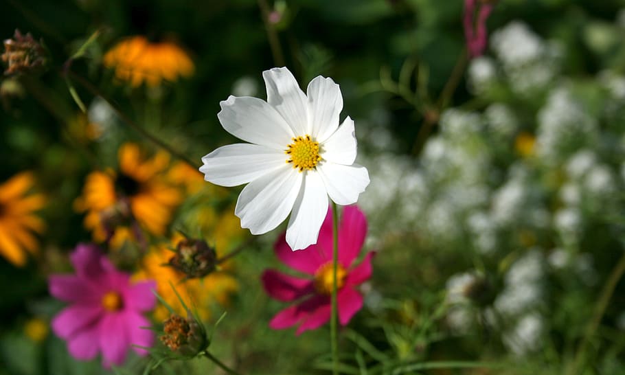 flower, macro, close up, red, white, orange, rose, flowering plant HD wallpaper