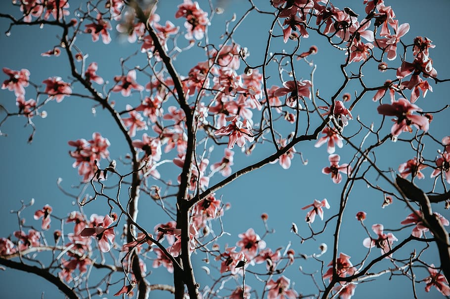 Pink & Blue, pink cherry blossom tree, sky, bloom, flower, flowering plant HD wallpaper