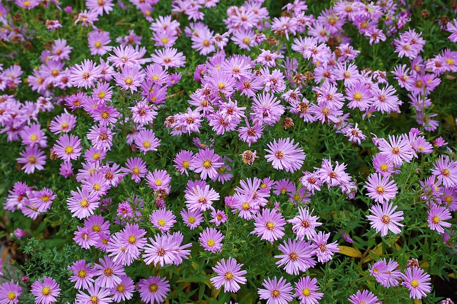 flowers, purple, spring, blossom, bloom, close, plant, beautiful HD wallpaper