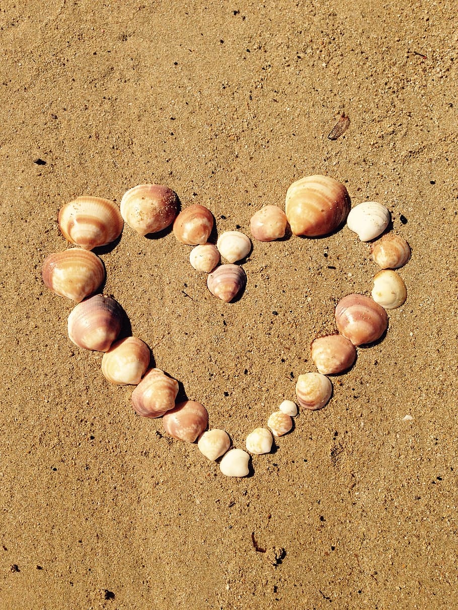 assorted brown sea shell lot, heart, love, sand, yellow, ibiza HD wallpaper