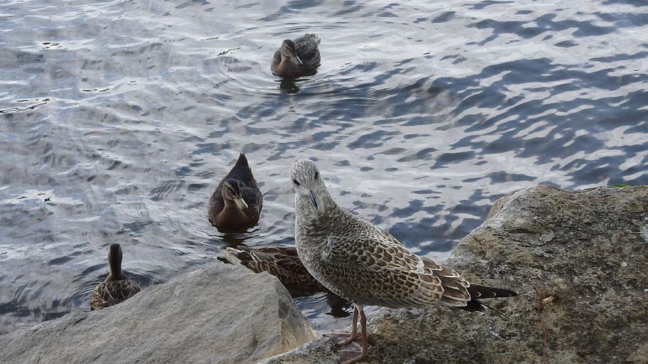 seagull, ducks, animals, animal themes, vertebrate, group of animals HD wallpaper