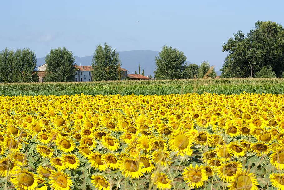 sunflowers, field, sky, summer, agriculture, wheat, cultivation HD wallpaper