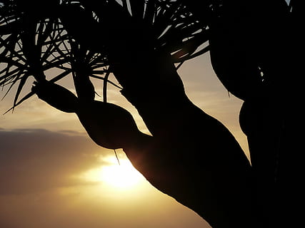 sunset, tree, aesthetic, palm, canary island dragon tree, dracaena draco HD wallpaper