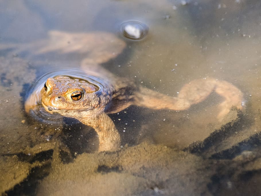 Common Toad, Amphibians, Nature, animal, one animal, animals in the wild HD wallpaper
