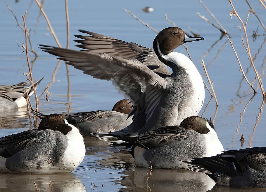 flock of ducks on water, bird, feathers, wings, animal wildlife HD wallpaper