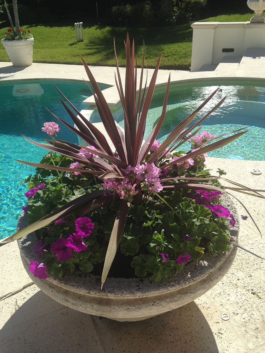 container garden, poolside, beautiful, flowering plant, nature HD wallpaper