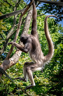 Spider Monkey, Ape, Wildlife, animal, mammal, primate, zoo HD wallpaper