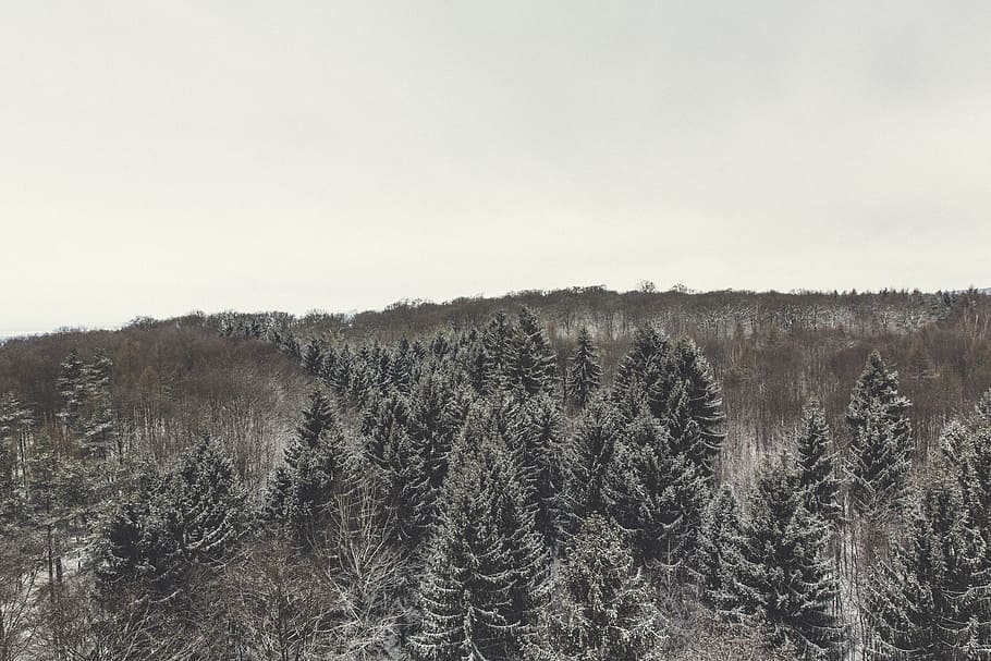 cold, snow, landscape, nature, branches, clouds, environment, HD wallpaper
