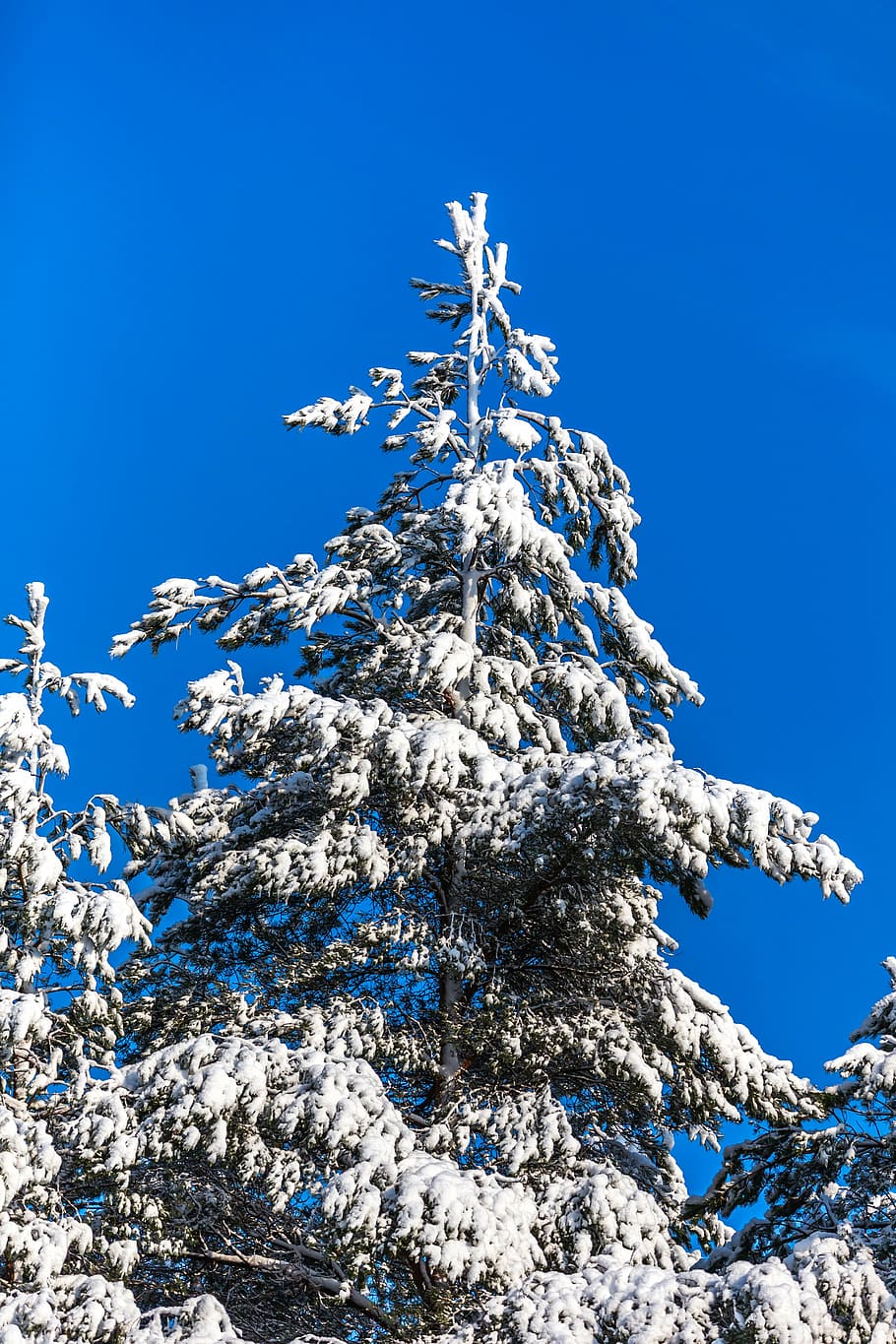 six, tree, winter, sky, blue, low angle view, snow, cold temperature HD wallpaper