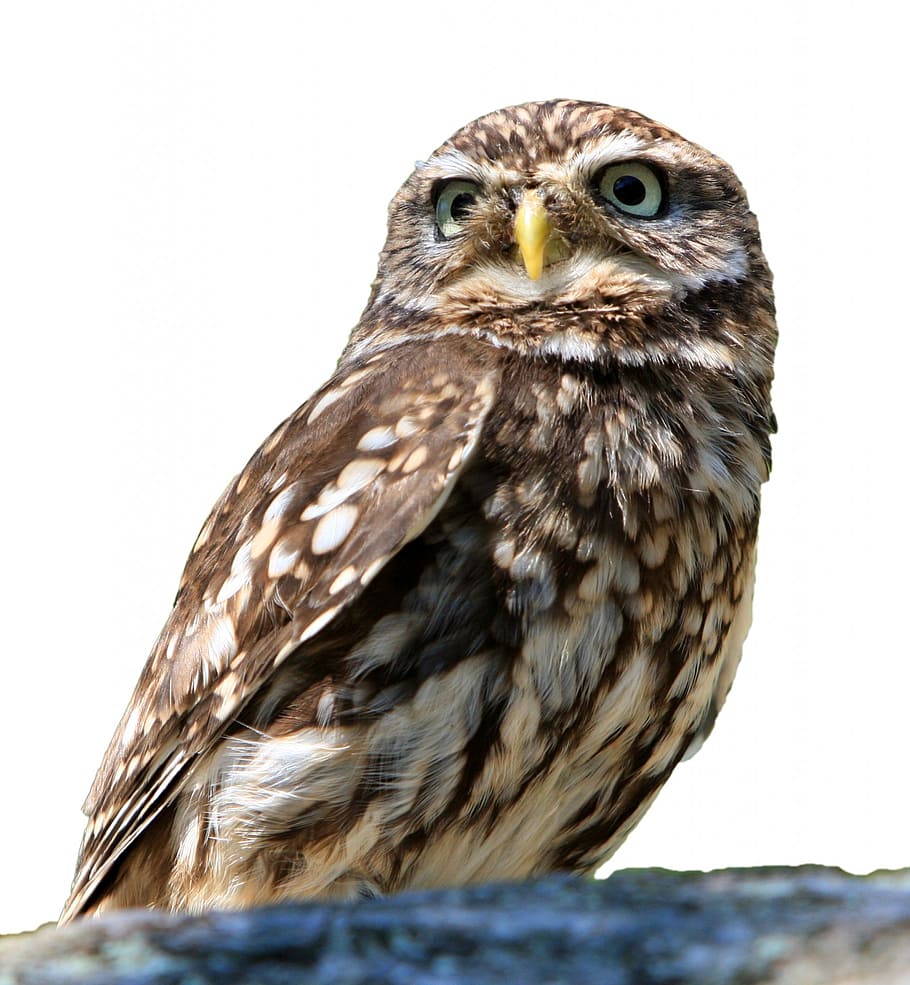 gray owl photography, bird, isolated, white, background, little owl HD wallpaper
