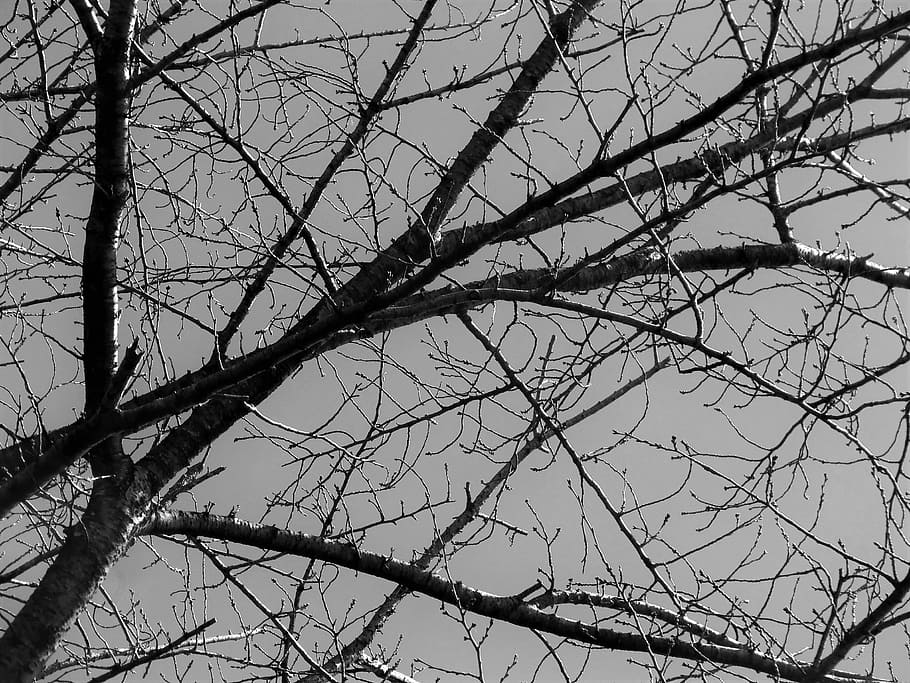 branches, tree, dry, coffee, pine, nature, sky, leaves, trunk HD wallpaper