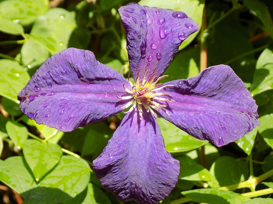 Clematis, Ranunculaceae, Violet, flower, purple, beauty in nature HD wallpaper