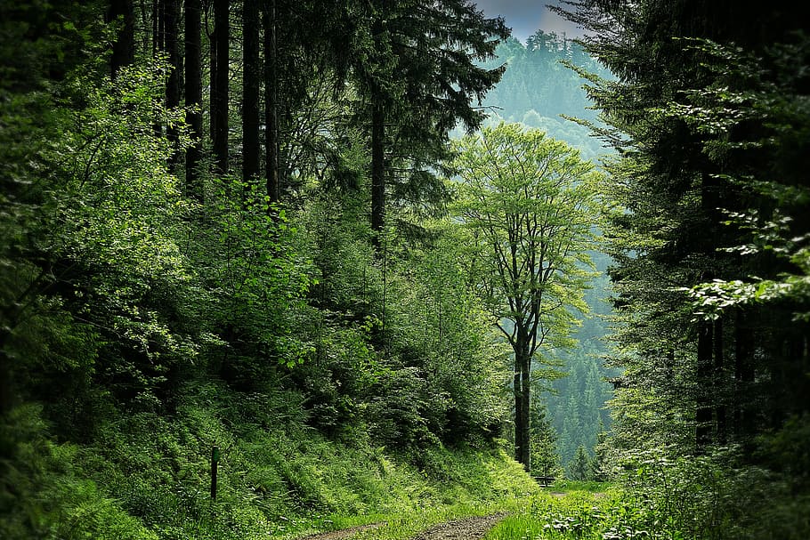 black forest, clearing, forest, path, trees, woods, plant, growth HD wallpaper