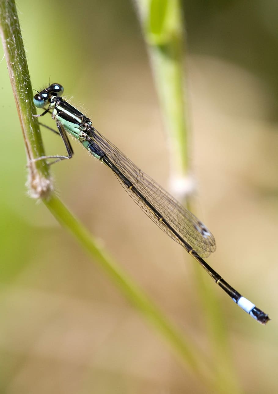 Dragonfly, Insect, Nature, Damsel, one animal, damselfly, animal wildlife HD wallpaper