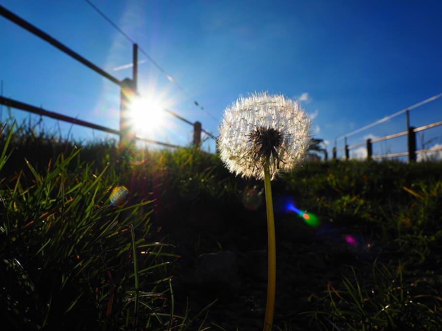 dandelion, back light, flying seeds, roadside, common dandelion HD wallpaper