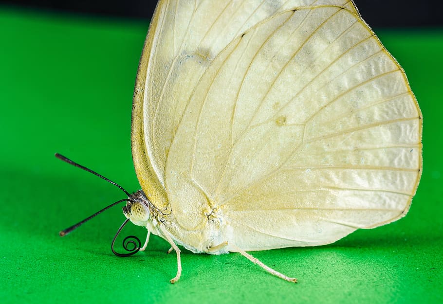 butterfly, insect, butterfly - Insect, nature, animal, animal Wing HD wallpaper