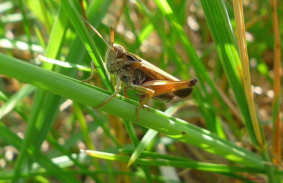 grasshopper, insects, brown, sitting, leaves, plants, green HD wallpaper