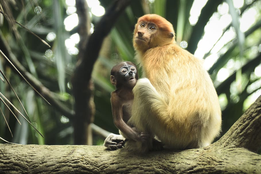 Monkey, Mother, Child, Proboscis, Mammal, primate, family, cute, HD wallpaper