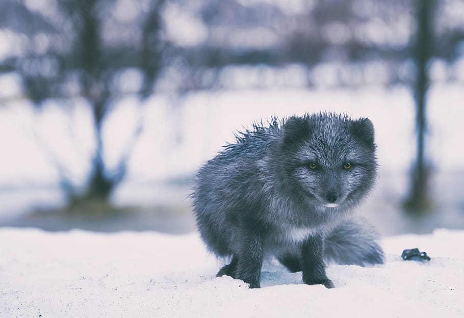 iceland, fox, gray, grey, animal, arctic, winter, snow, wildlife HD wallpaper