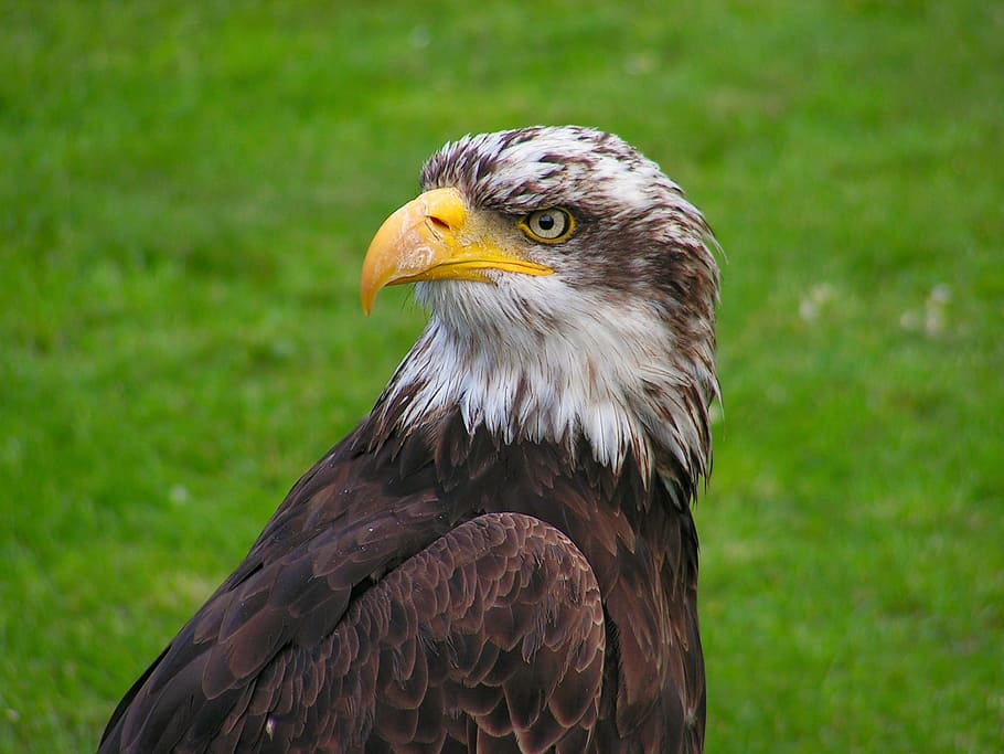selective focus photography of bald eagle, cub, head, portrait HD wallpaper