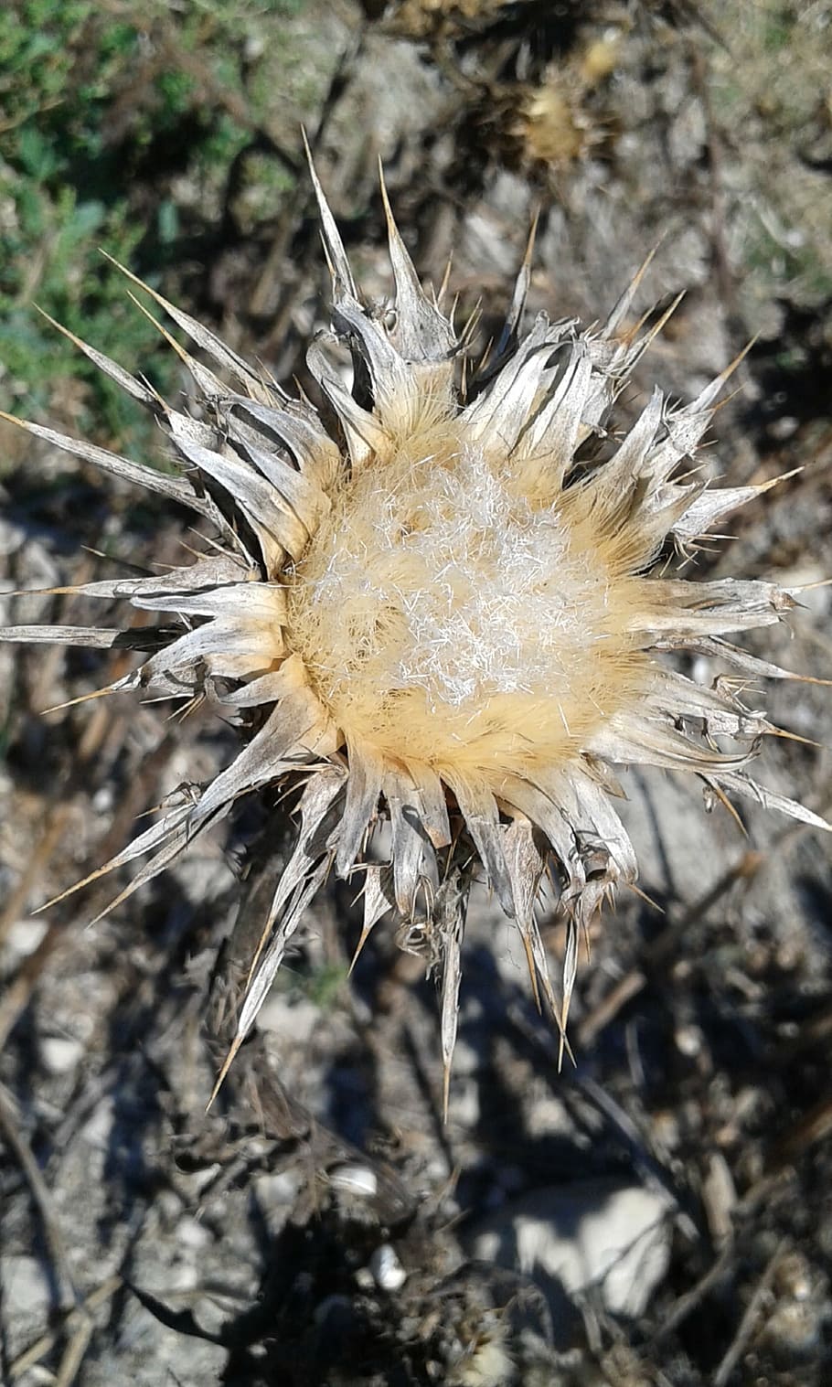 thistle, nature, flower, plant, close-up, beauty in nature HD wallpaper