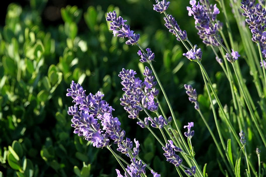 lavender, sunset, summer, nature, garden, sunlight, purple HD wallpaper