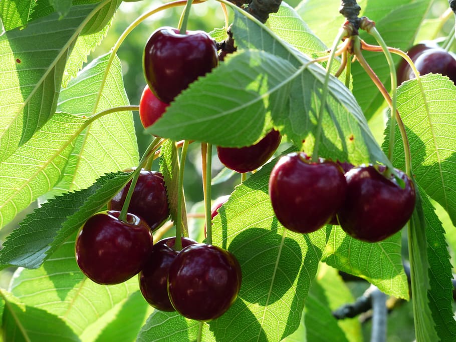 maroon fruit, Sweet Cherry, Cherry, Red, Red, Fruit, healthy HD wallpaper