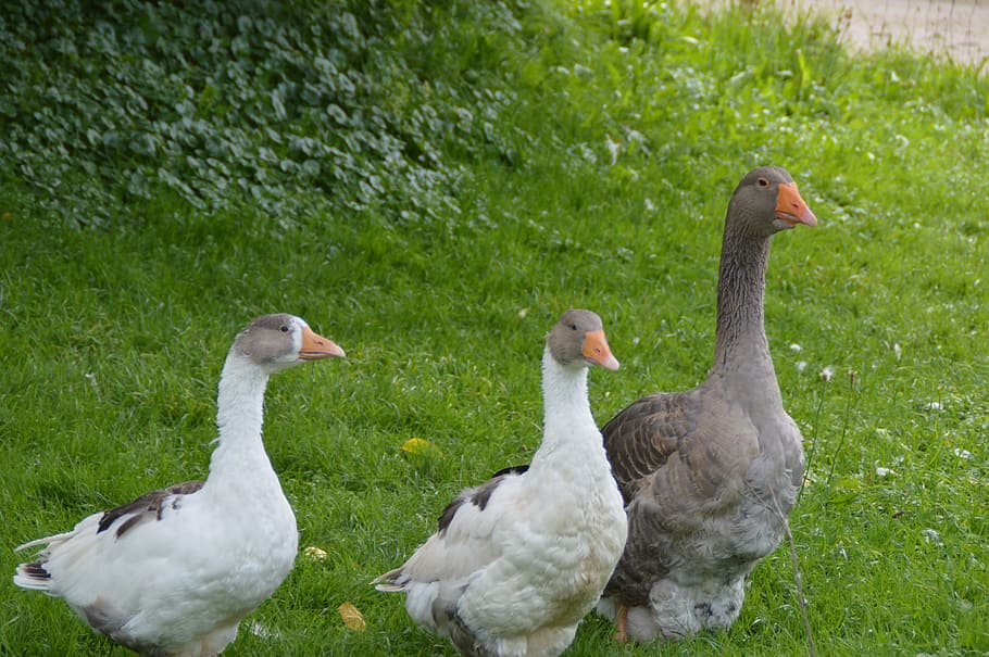 geese, poultry, bird, animals in the wild, animal themes, animal wildlife HD wallpaper