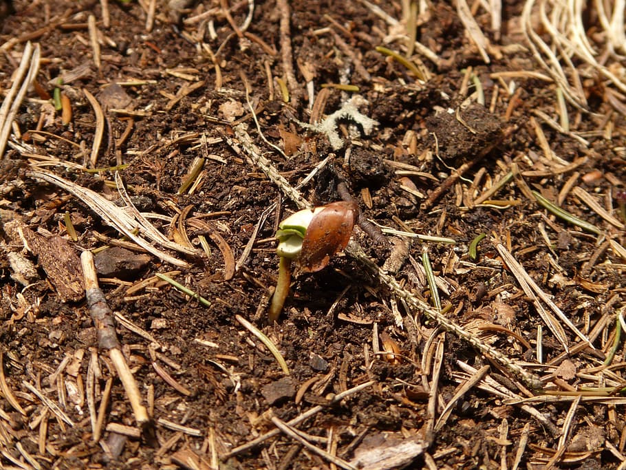 Germ, Seedling, Scion, Forest, Grow, young, tree, plant, beechnut HD wallpaper