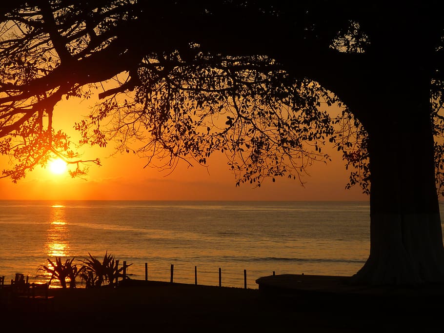 silhouette photo of tree near body of water, sunset, beach HD wallpaper