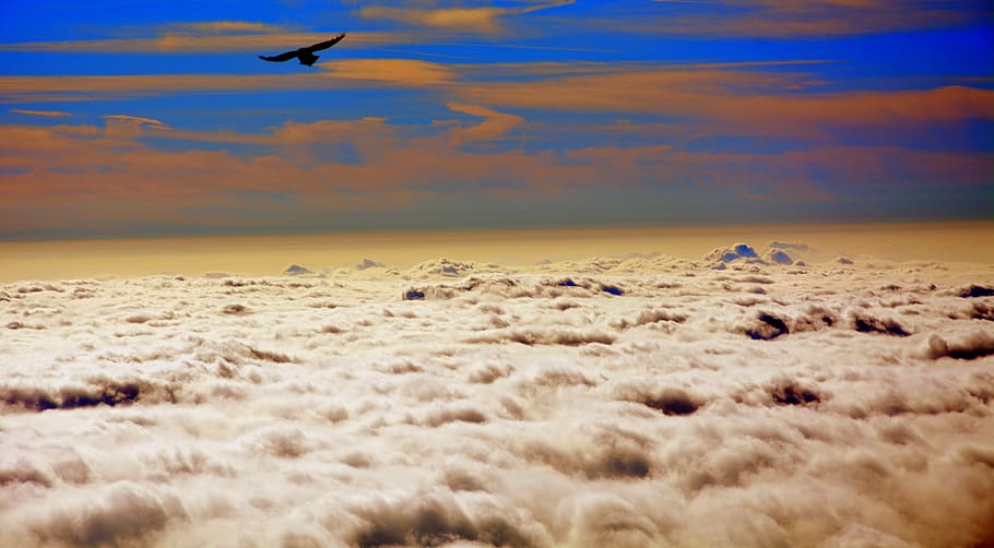 bird during sunset, fly, clouds, sky, nature, animals in the wild HD wallpaper