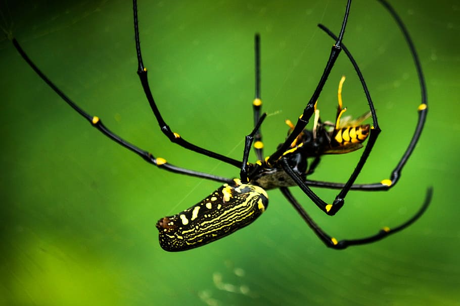 spider, macros, insects, jumping spider, tarantula, wild, nature HD wallpaper