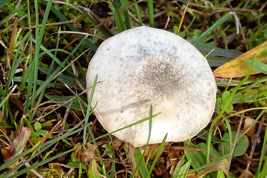 Mushroom, Meadow, Grass, Nature, Autumn, mushrooms on meadow HD wallpaper