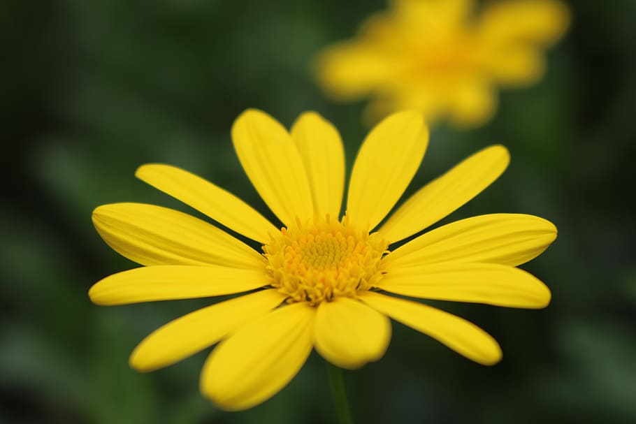 flower, background, the micro, flowering plant, yellow, freshness HD wallpaper