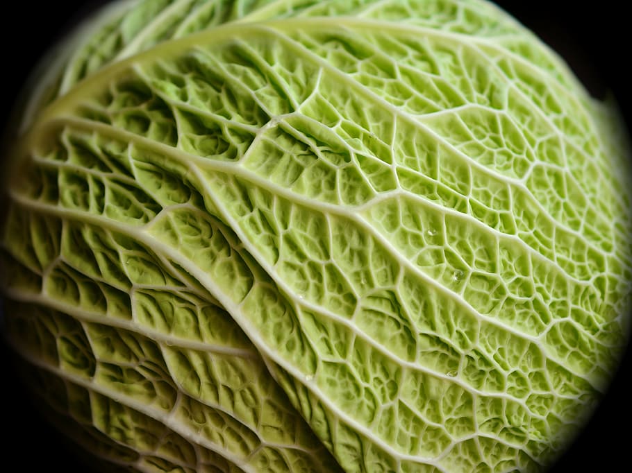 savoy, kohl, cabbage, vegetables, healthy, savoy cabbage, green HD wallpaper