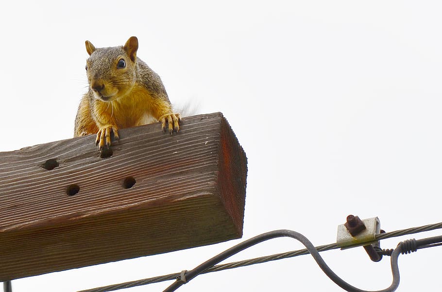 squirrel, gold, curious, looking, animal wildlife, rodent, animals in the wild HD wallpaper