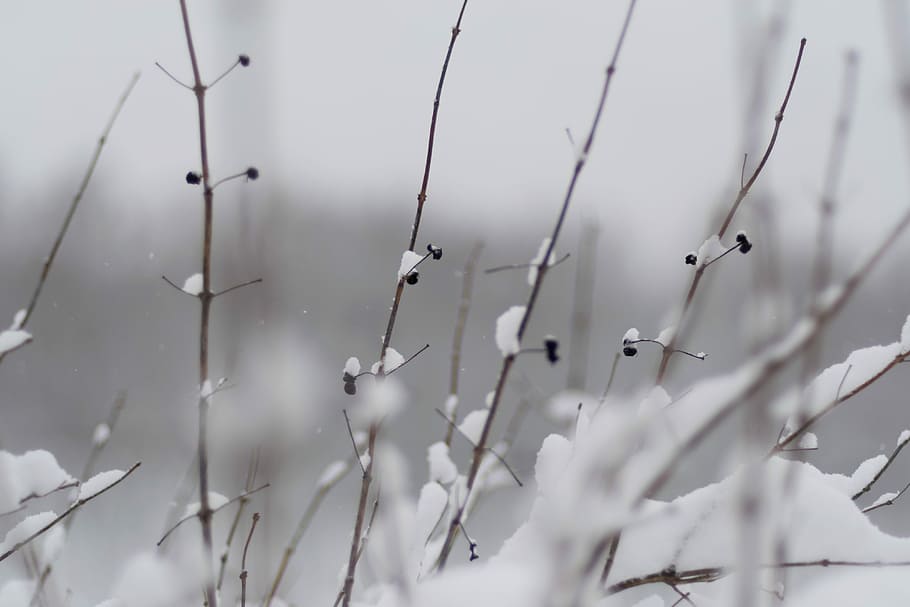 snow covered plant, branch, tree, twig, spike, cold temperature HD wallpaper