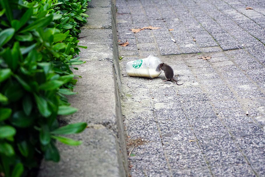 rat beside Starbucks plastic up, black rat on disposable cup HD wallpaper