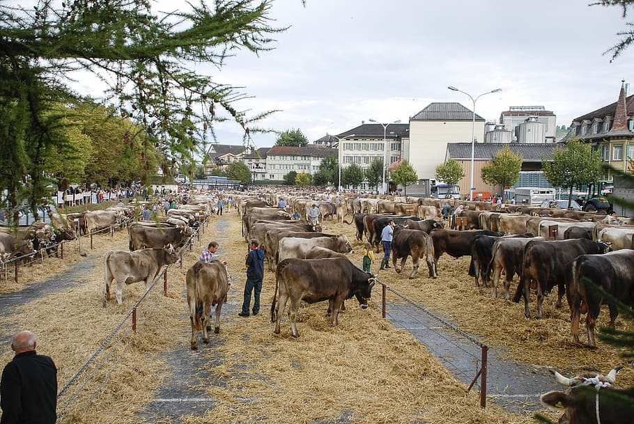 the cattle market, the cow, appenzell, switzerland, group of animals