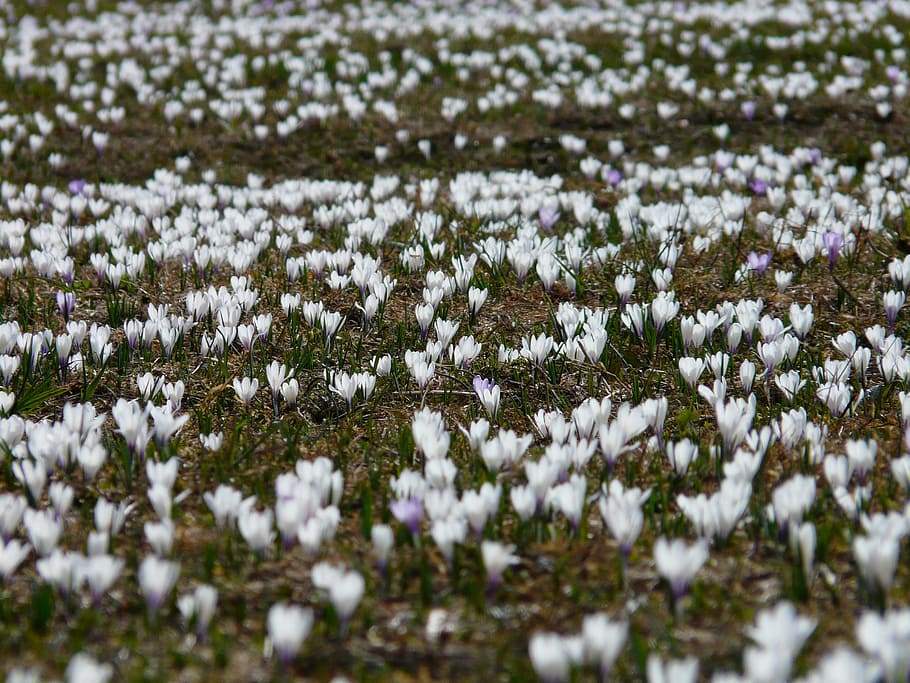 spring crocus, white, crocus meadow, flowers, blossom, bloom HD wallpaper