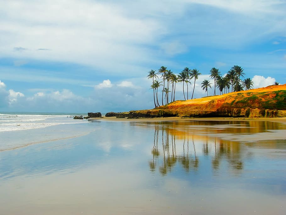 beach shore with tropical trees under cloudy sky during daytime HD wallpaper