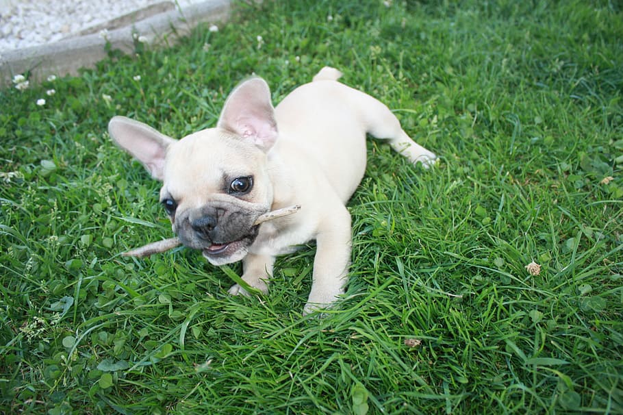 Dog, Grass, Play, pets, one animal, bulldog, domestic animals HD wallpaper