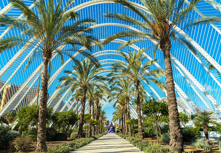 palm trees, concrete road in middle of coconut trees, bridge HD wallpaper