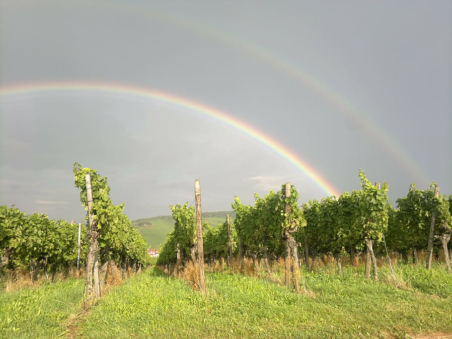 winegrowing, vineyard, vines, rainbow, bright, contrasts, spectrum HD wallpaper